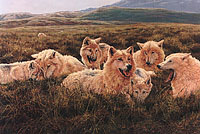 Tundra Family - Arctic Wolves